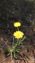 Leptorhynchos baileyi