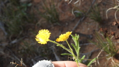 Leptorhynchos baileyi