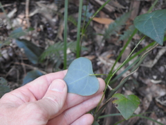 Echinostephia aculeata