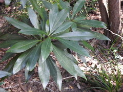 Planchonella chartacea