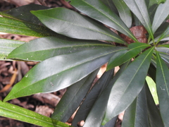 Planchonella chartacea