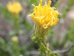 Pegolettia baccaridifolia