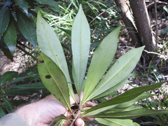 Planchonella chartacea