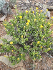 Pegolettia baccaridifolia