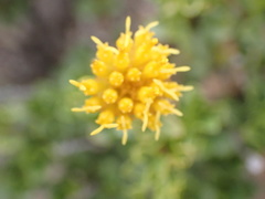 Pegolettia baccaridifolia