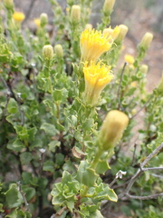 Pegolettia baccaridifolia