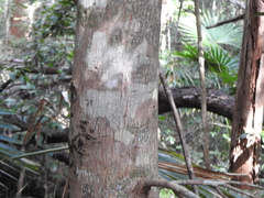 Planchonella chartacea