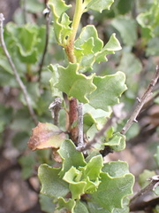 Pegolettia baccaridifolia