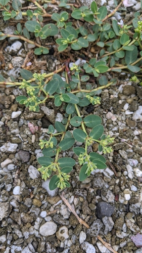 Euphorbia atoto iNat (1)