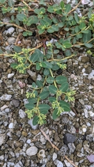 Euphorbia atoto