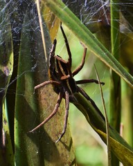 Pisaurina brevipes
