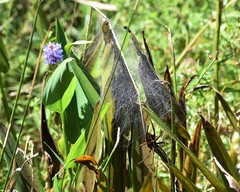 Pisaurina brevipes