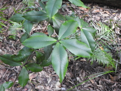 Alyxia magnifolia