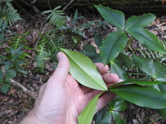Alyxia magnifolia