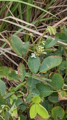 Dendrolobium umbellatum