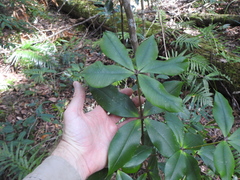 Alyxia magnifolia