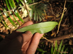 Parsonsia rotata