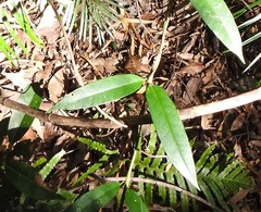 Parsonsia rotata