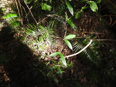 Parsonsia rotata