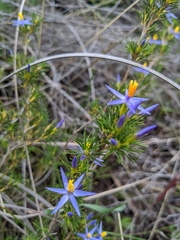 Calectasia narragara