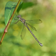 Archilestes californicus
