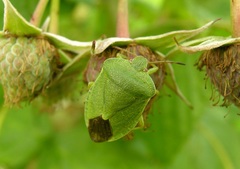 Palomena viridissima