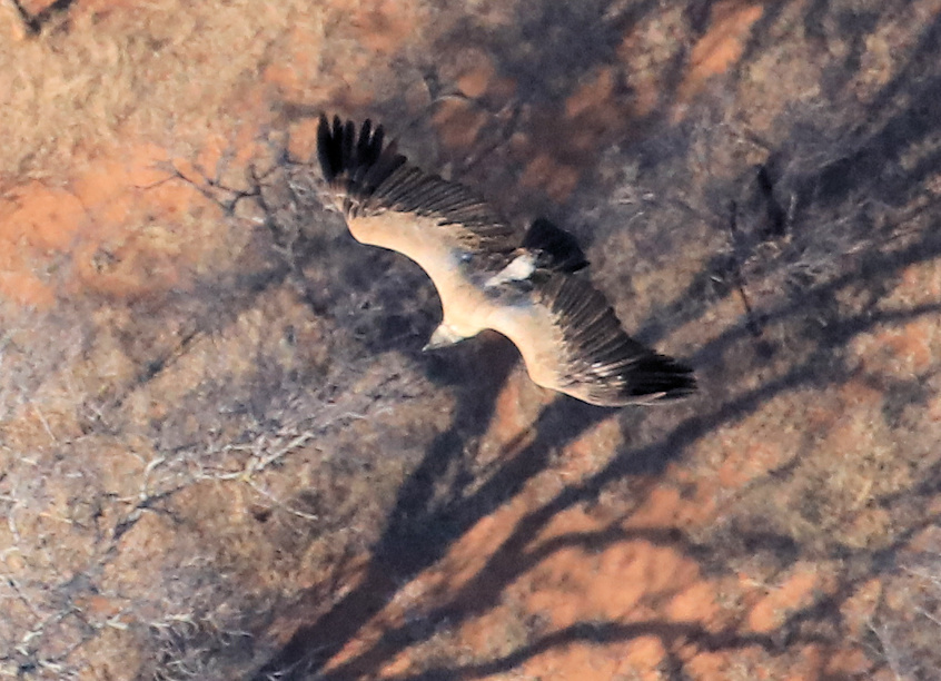 White-backed Vulture (Gyps africanus)