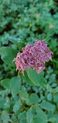 Spiraea splendens