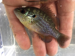Lepomis peltastes