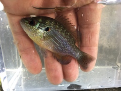 Lepomis peltastes