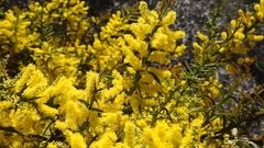 Acacia triptera