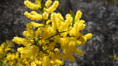 Acacia triptera