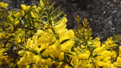 Acacia triptera