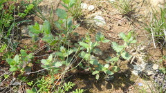 Gonocarpus urceolatus
