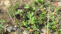 Gonocarpus urceolatus