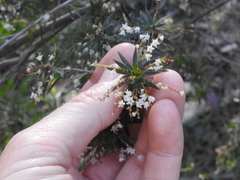 Leucopogon pimeleoides