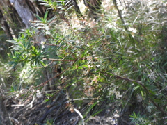 Leucopogon pimeleoides