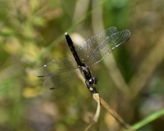 Erythrodiplax minuscula
