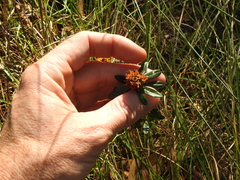Pultenaea myrtoides