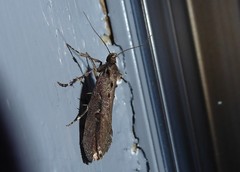Atomotricha chloronota