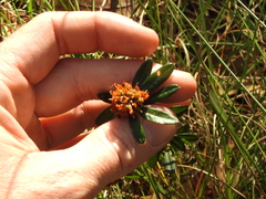Pultenaea myrtoides