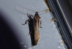Atomotricha chloronota