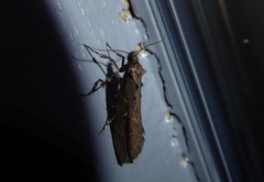 Atomotricha chloronota
