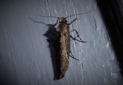Atomotricha chloronota