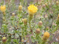 Pegolettia baccaridifolia