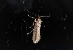 Atomotricha chloronota