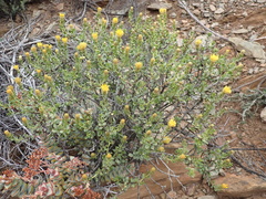 Pegolettia baccaridifolia