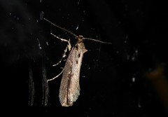 Atomotricha chloronota