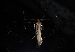 Atomotricha chloronota