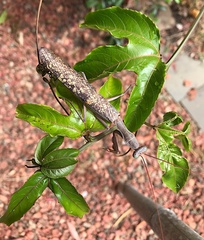 Sphodropoda quinquedens